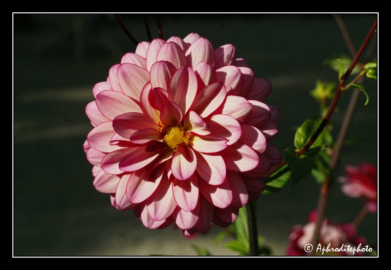 007 Fleurs